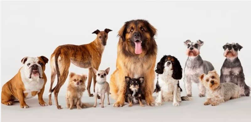 Venda de animais em pet shops: Conselho de Veterinária de SP defende projeto que proíbe a prática