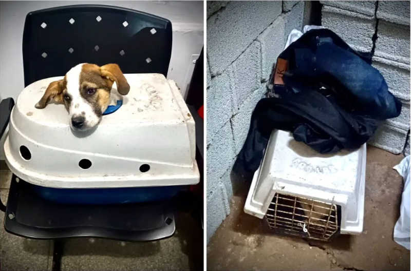Homem é preso suspeito de manter cães em situação de maus-tratos em Campo Limpo Paulista, SP