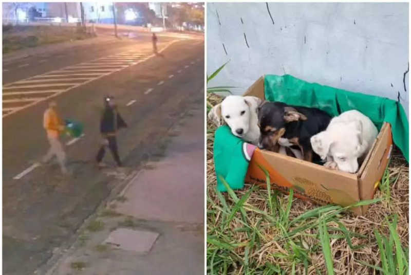Dois homens abandonam filhotes de cachorro no Pinhais, em Franca, SP