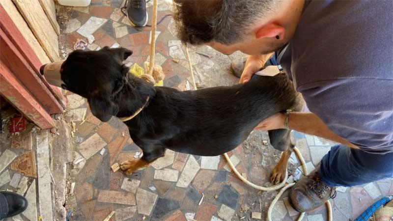 Homem é preso suspeito de violentar sexualmente cadela em Garça, SP