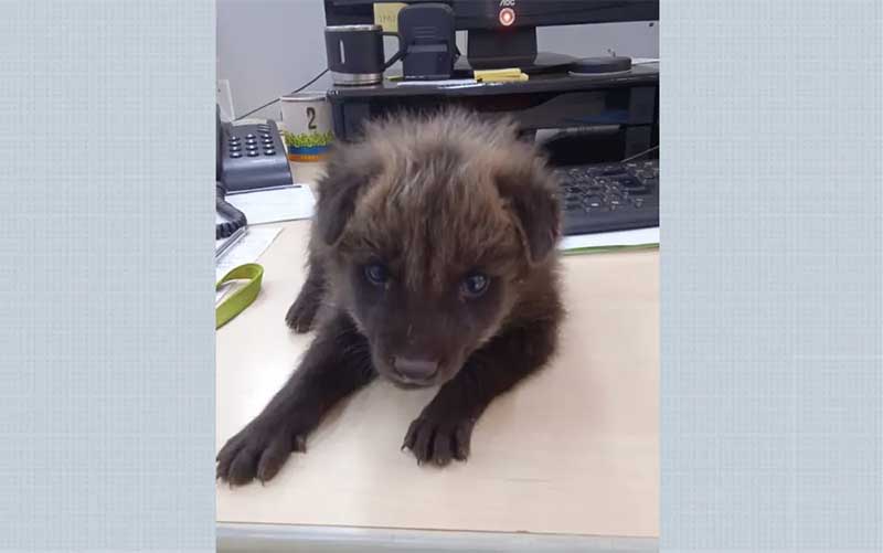 Filhote de lobo-guará é resgatado em Ipuã, SP, após perder família atropelada