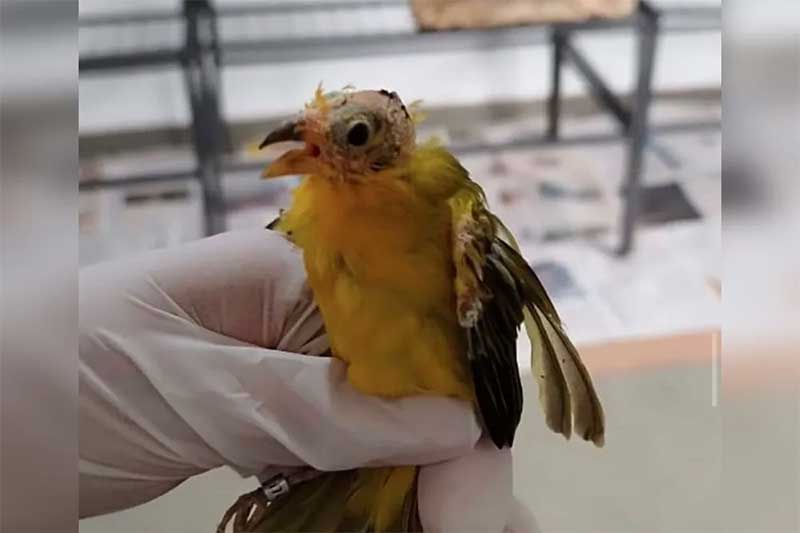 Aves resgatadas de tráfico de animais chegam à Mata Ciliar para tratamento