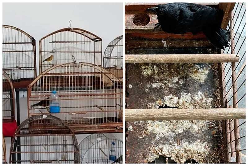 Aves resgatadas de tráfico de animais chegam à Mata Ciliar para tratamento, — Foto: Mata Ciliar/Divulgação