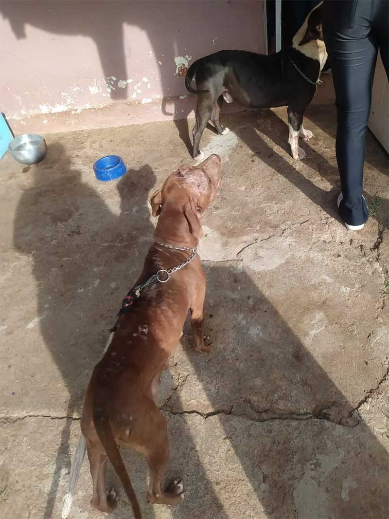 Quatro cães da raça pitbull são resgatados em situação de maus-tratos em Limeira — Foto: Alpa de Limeira