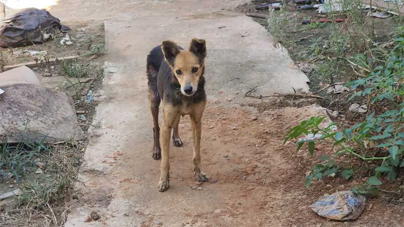 Cão é resgatado com ferimentos de maus-tratos em casa abandonada em Limeira, SP