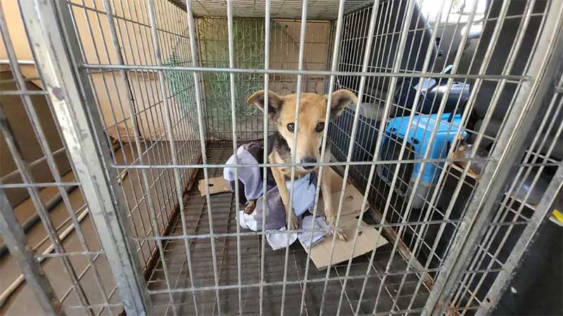 Cão abandonado em residência foi resgatado em Limeira — Foto: Wagner Morente/GCM