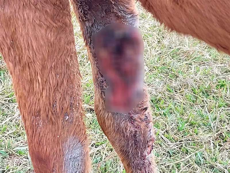Cavalo é encontrado abandonado, com grande ferimento na pata e infestado de larvas, em Martinópolis, SP