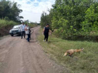Equipe da Mata Ciliar resgata lobo-guará em fazenda de Mogi-Guaçu