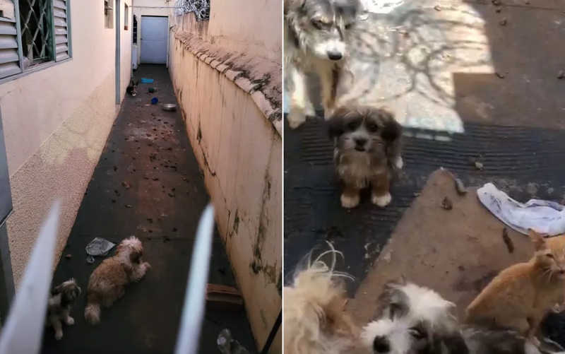 Cães e gato são resgatados de situação de maus-tratos após dias sem comida em Ribeirão Preto, SP