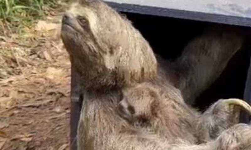 Mãe e filhote de bicho-preguiça são resgatados após queda no Parque do Pedroso, em Santo André, SP