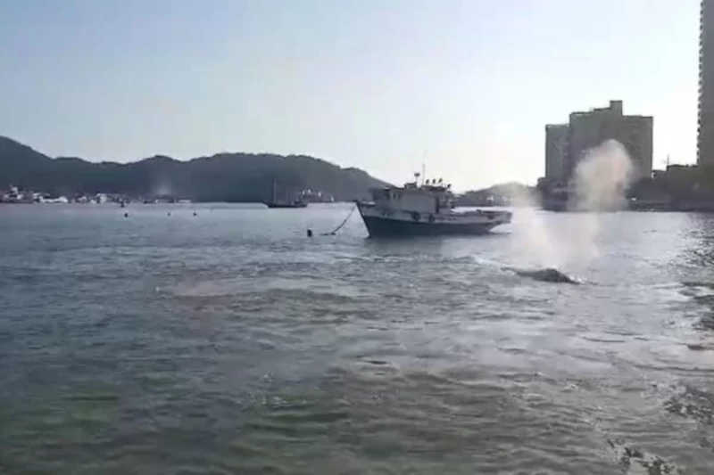 Baleias que corriam risco de encalhar no Porto de Santos são resgatadas; vídeo