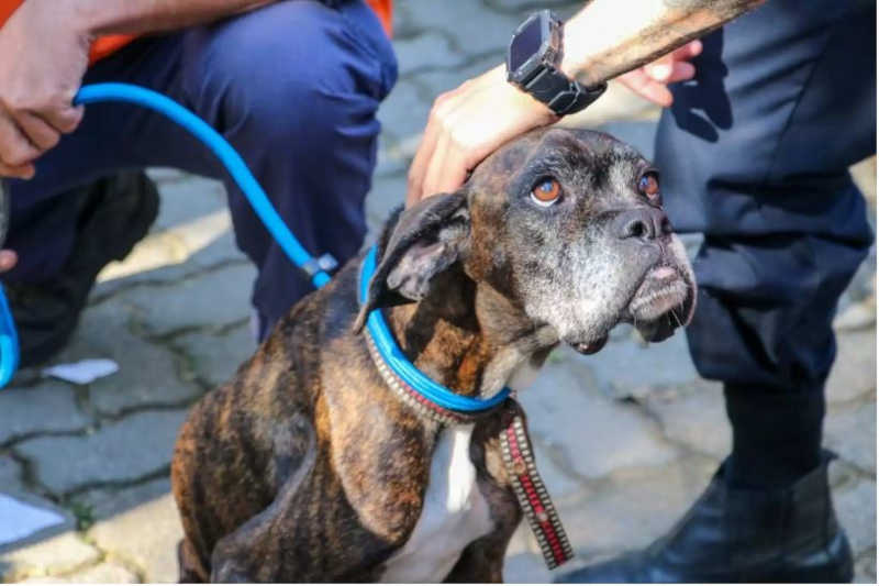 Cães em situação de maus-tratos são resgatados em Boiçucanga, litoral de SP