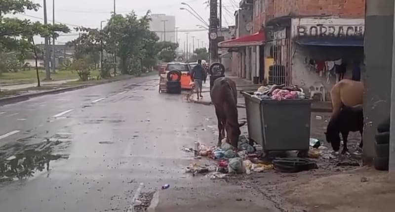Cavalos abandonados são flagrados em São Vicente, SP; assista