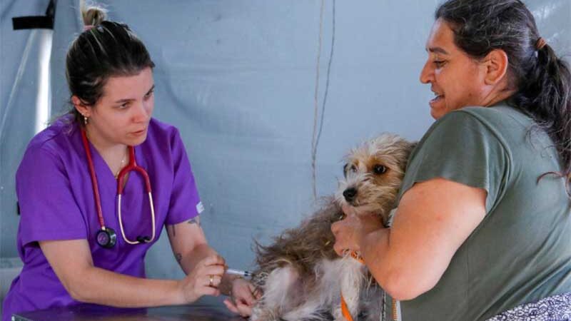 Mutirão de Castração esteriliza 776 cães em Rio Preto, SP