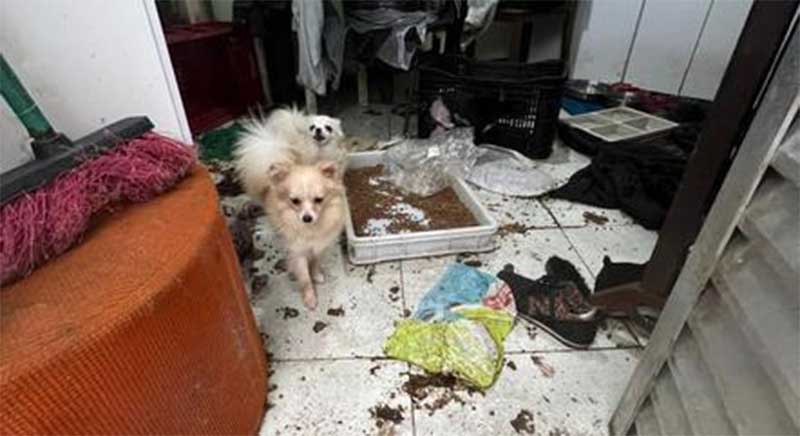 Polícia investiga canis acusados de maus-tratos na zona leste de SP