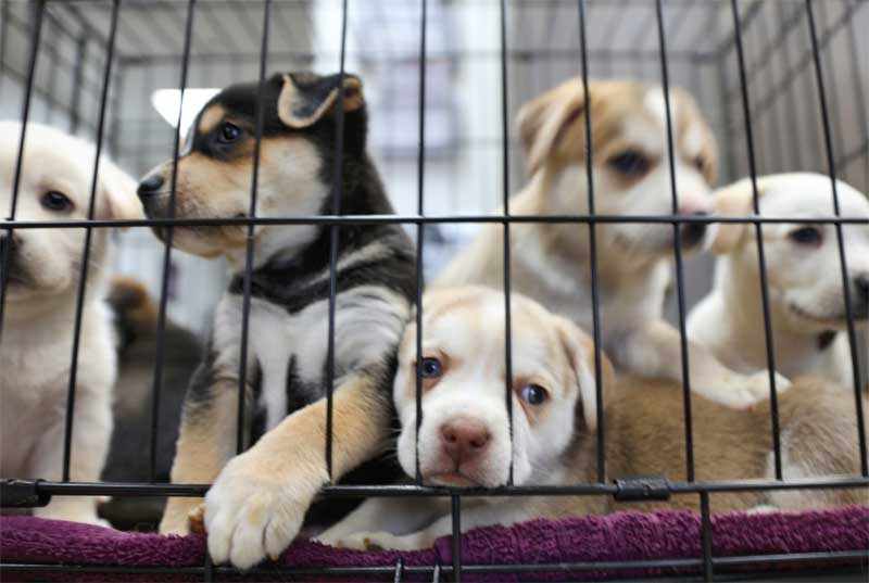 Projeto de lei que proíbe a venda de animais em pet shops e sites é aprovado pela Alesp