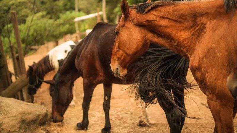 ONG resgata cavalos que sofrem maus-tratos e os coloca para adoção como pets no interior de SP