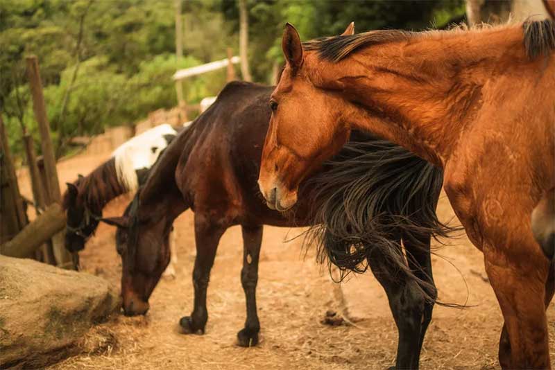 ONG resgata cavalos que sofrem maus-tratos e os coloca para adoção como pets no interior de SP