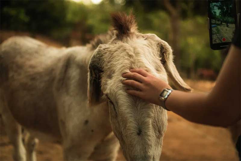 Projeto gasta R$ 23 mil por mês para manter a estrutura e os animais em bom estado de saúde — Foto: Centro de Atendimento e Resgate de Cavalos São Roque/Divulgação