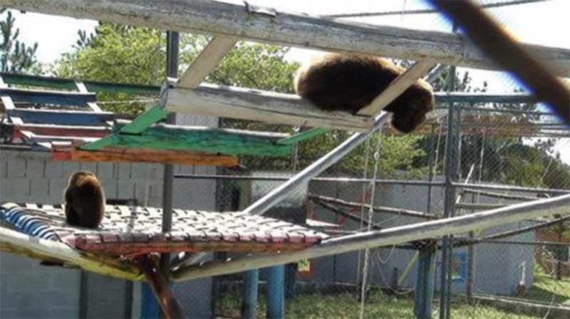 Santuário de Grandes Primatas de Sorocaba (SP) aceita doações de mangueiras de incêndio em desuso