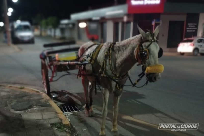 Cavalo é vítima de maus-tratos em dia de romaria em Vargem Grande do Sul, SP