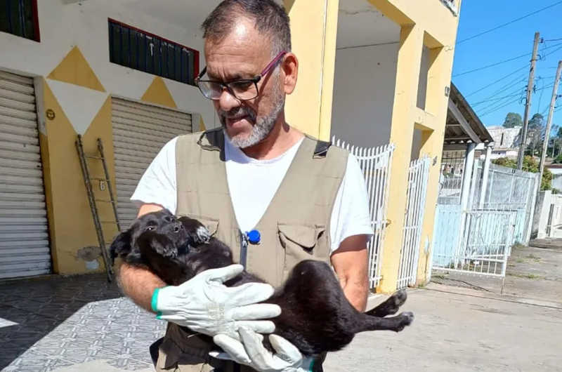 Cão filhote é resgatado em situação de maus-tratos em Várzea Paulista, SP