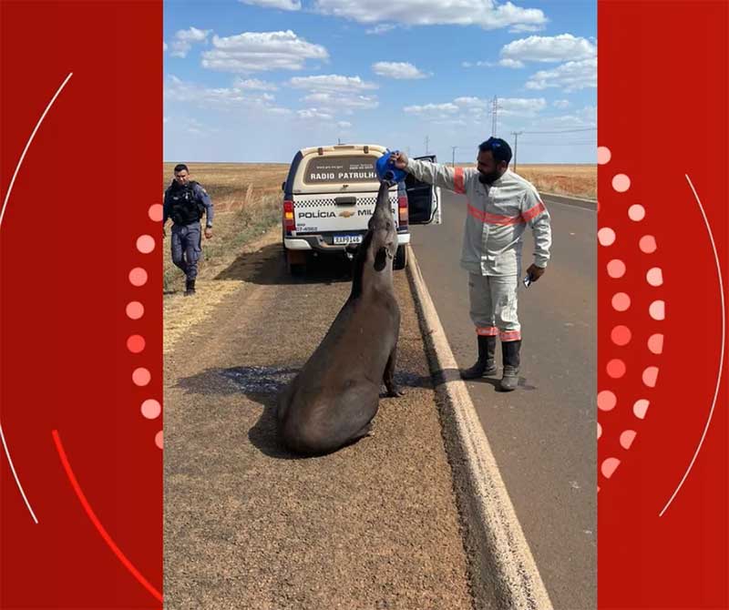 Anta é encontrada com sede às margens de rodovia e trabalhadores dão água ao animal em MT; veja vídeo