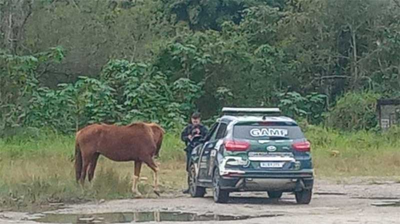 Guarda Municipal apreende cavalo maltratado e abandonado em Itajaí, SC