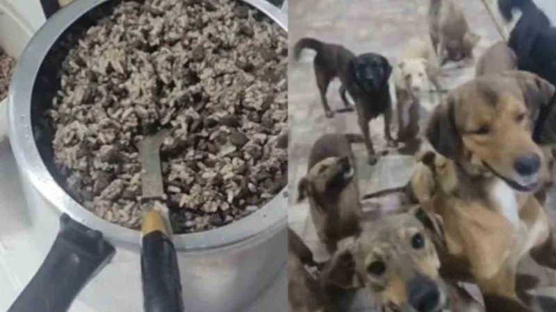 Homem viraliza ao mostrar cães de rua em fila esperando marmitas preparadas por ele