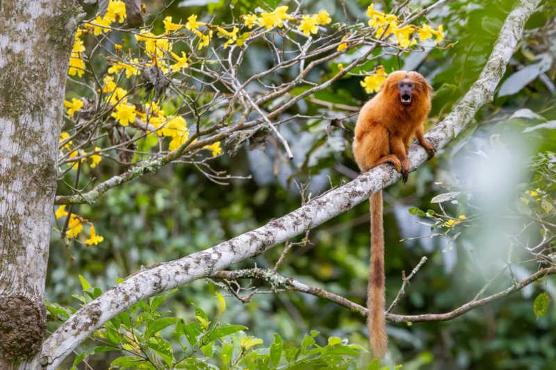 O mico-leão-dourado é primata exclusivo do Brasil — Foto: Luciano Lima