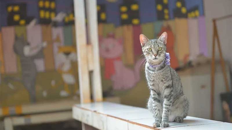 Voluntárias têm 15 dias para retirar gatos de ONG embargada e temem não conseguir levar animais para novo abrigo