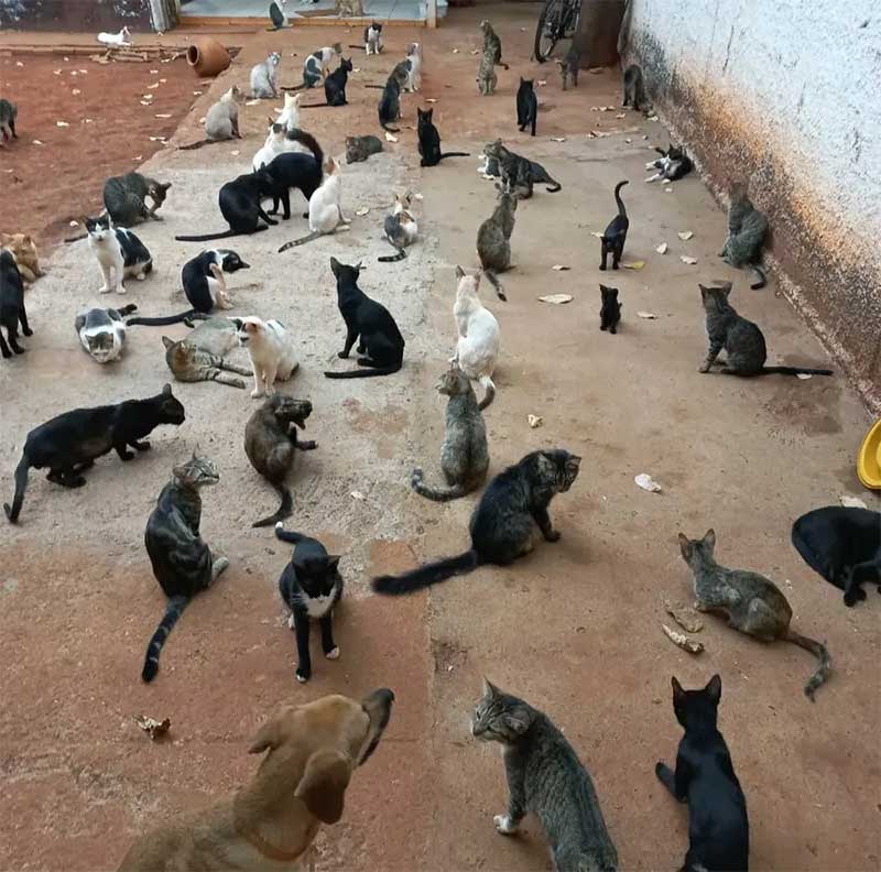 Cerca de 70 gatos estão em abrigo embargado — Foto: Divulgação