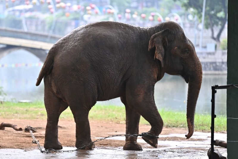 Elefantas acorrentadas no zoológico de Hanói causam indignação no Vietnã