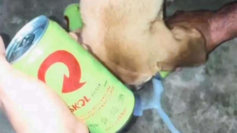 No Acre, ONG emite nota de repúdio em caso de tutora oferecer bebida alcoólica a cão