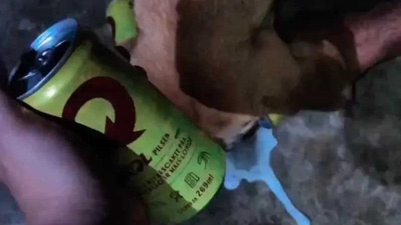 ONG encaminha denúncia ao Ministério Público contra mulher filmada oferecendo cerveja para cão, no Acre