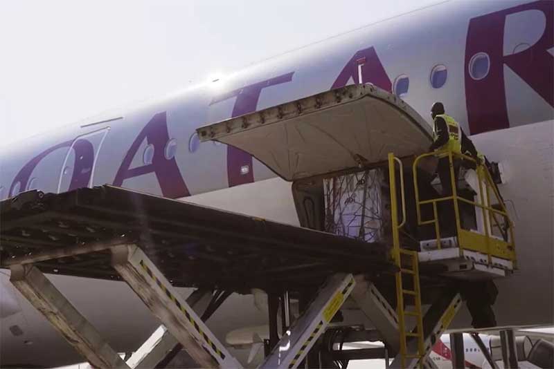 Companhia aérea providencia troca de avião para possibilitar transporte do “leão mais solitário do mundo”