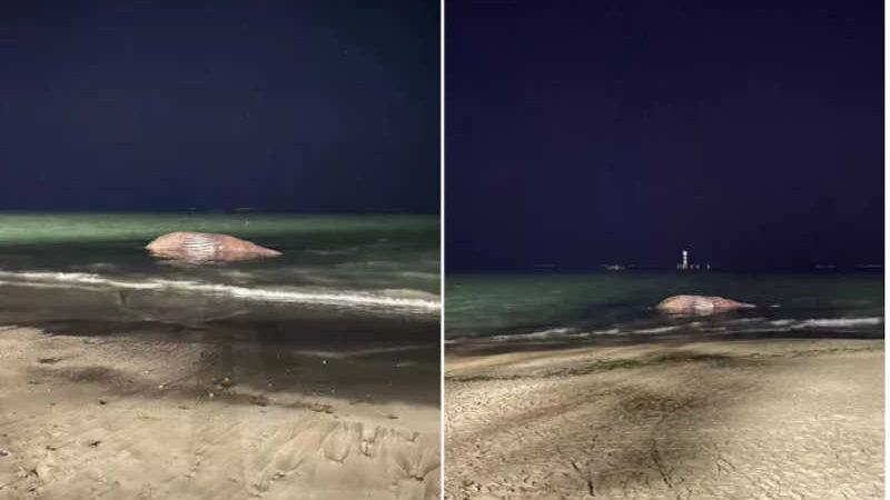 Baleia-jubarte de quase 10 metros de comprimento encalha na praia de Ponta Verde, em Maceió; vídeos