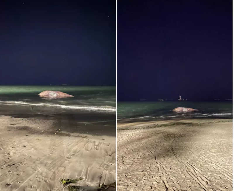 Baleia-jubarte de quase 10 metros de comprimento encalha na praia de Ponta Verde, em Maceió; vídeos