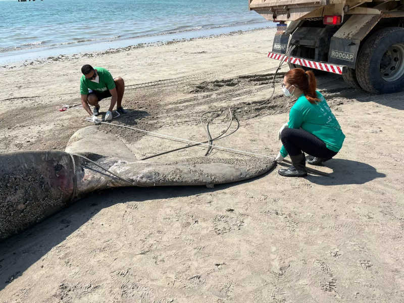 Baleia jubarte de quase 10 metros de comprimento encalha na praia de Ponta Verde; veja vídeos