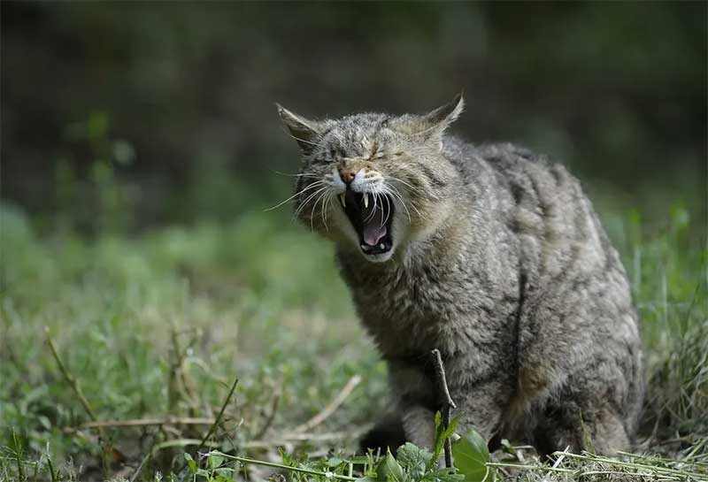 Gato selvagem — Foto: Freepik