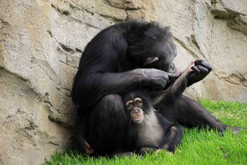 VÍDEO: bebê chimpanzé corre para abraçar mãe adotiva após ser tratado por picada de cobra