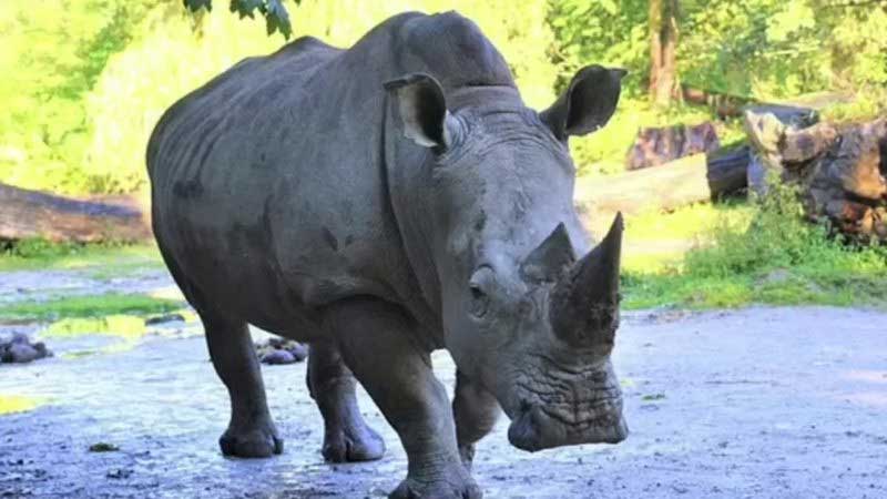 Rinoceronte mata cuidadora e deixa um ferido em zoológico da Áustria