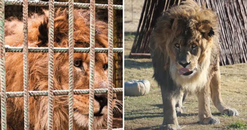 Leão mais solitário do mundo volta ao seu habitat após cinco anos preso em jaula de concreto
