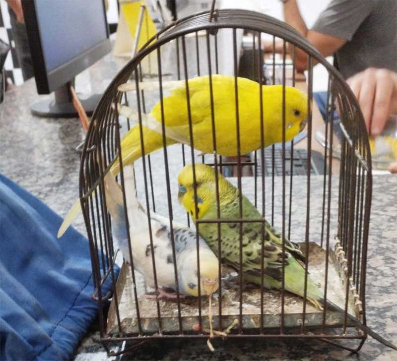 Polícia flagra homem transportando aves em mochila, em Arraial d’Ajuda, BA