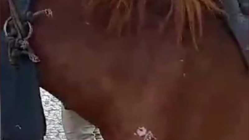 Vídeo: carroceiro é flagrado espancando cavalo com chicote no Guará