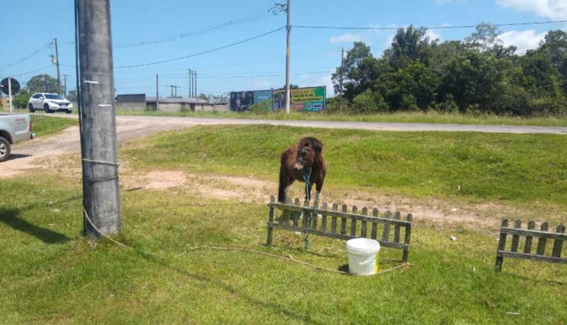 CIPPA/PS autua homem por deixar cavalo amarrado sob sol escaldante em Porto Seguro, BA