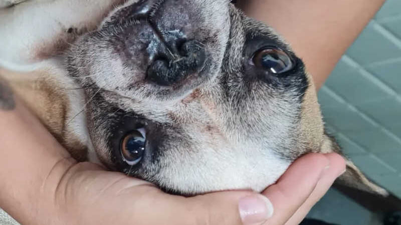 Bulldog é abandonado em imóvel de Salvador por mais de 20 dias, sem água e comida; cão foi resgatado pela polícia
