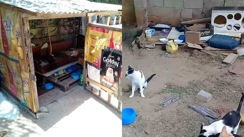 Salvador: casa de gatos é destruída no Parque da Cidade e protetores apontam secretária: “quis mídia”; vídeo