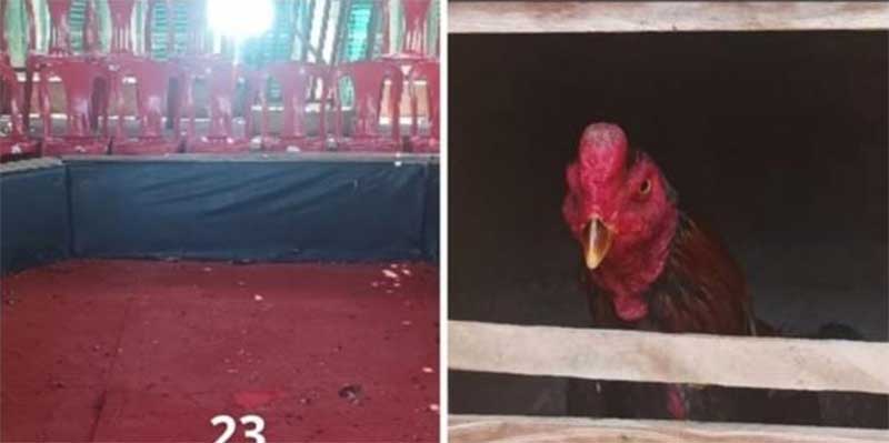 Rinha de galo: Polícia Militar descobre cativeiro de aves e resgata 100 animais em São Gabriel, BA