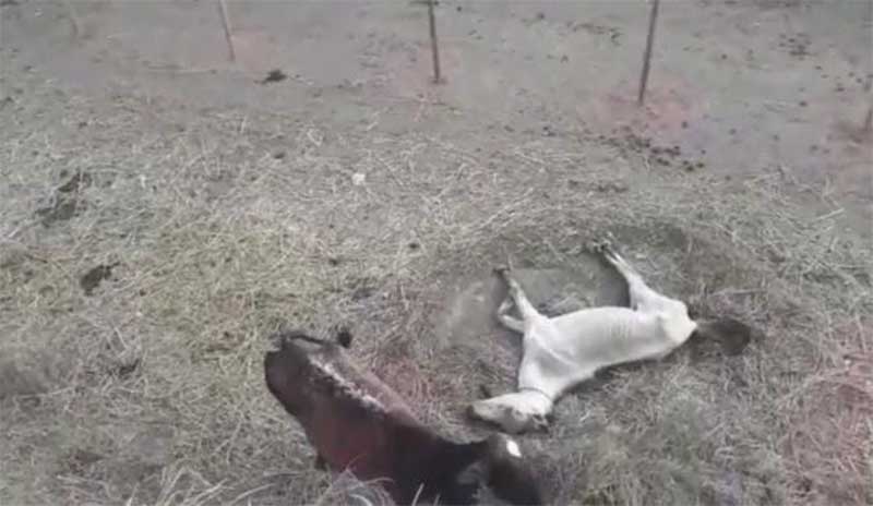 Vídeo denuncia maus-tratos a animais no curral municipal de Vitória da Conquista, BA